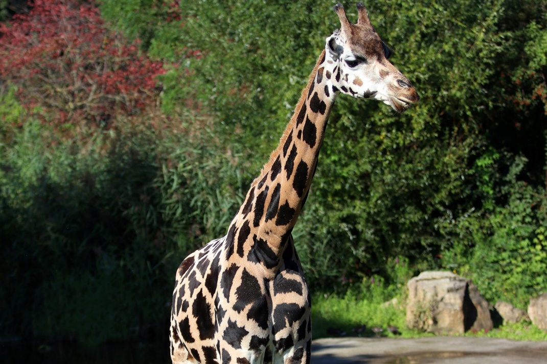 Rothschildgiraffe Ashanti © Zoo Leipzig