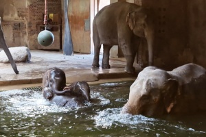 Warmes Badewasser f&uuml;r die Elefanten im Zoo Leipzig mit Photovoltaik &copy; Zoo Leipzig