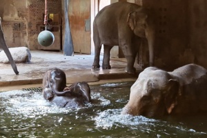 Warmes Badewasser für die Elefanten im Zoo Leipzig mit Photovoltaik © Zoo Leipzig