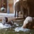 Warmes Badewasser für die Elefanten im Zoo Leipzig mit Photovoltaik © Zoo Leipzig