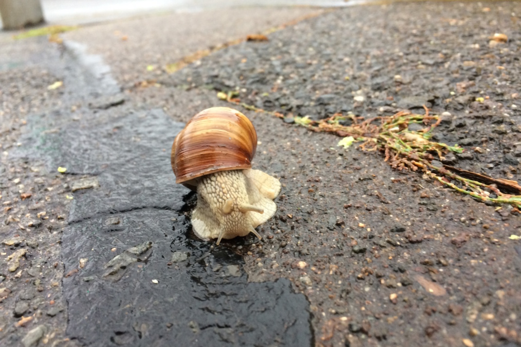 Schnecke kriecht auf dem Boden