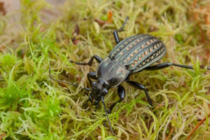 Käfer auf Gras.