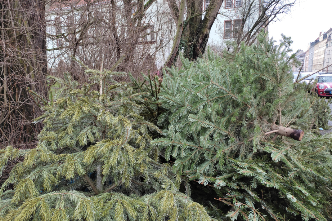 Aufgehäufte Weihnachtsbäume auf der Straße.