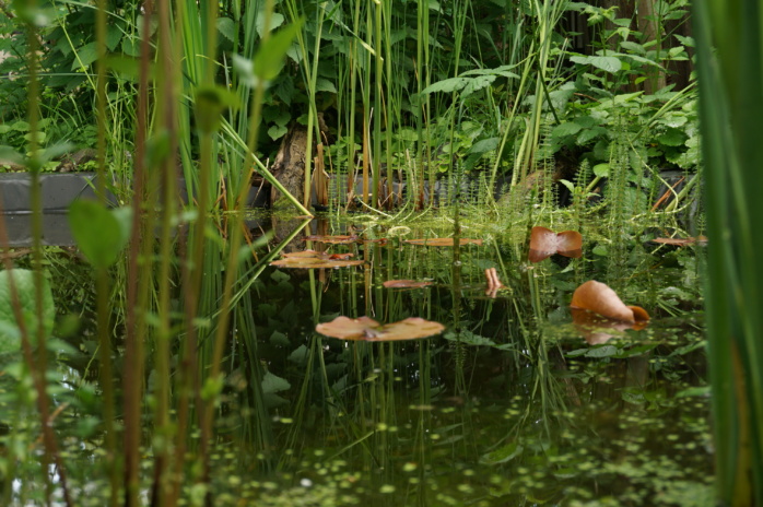 Pflanzen an einem Teich