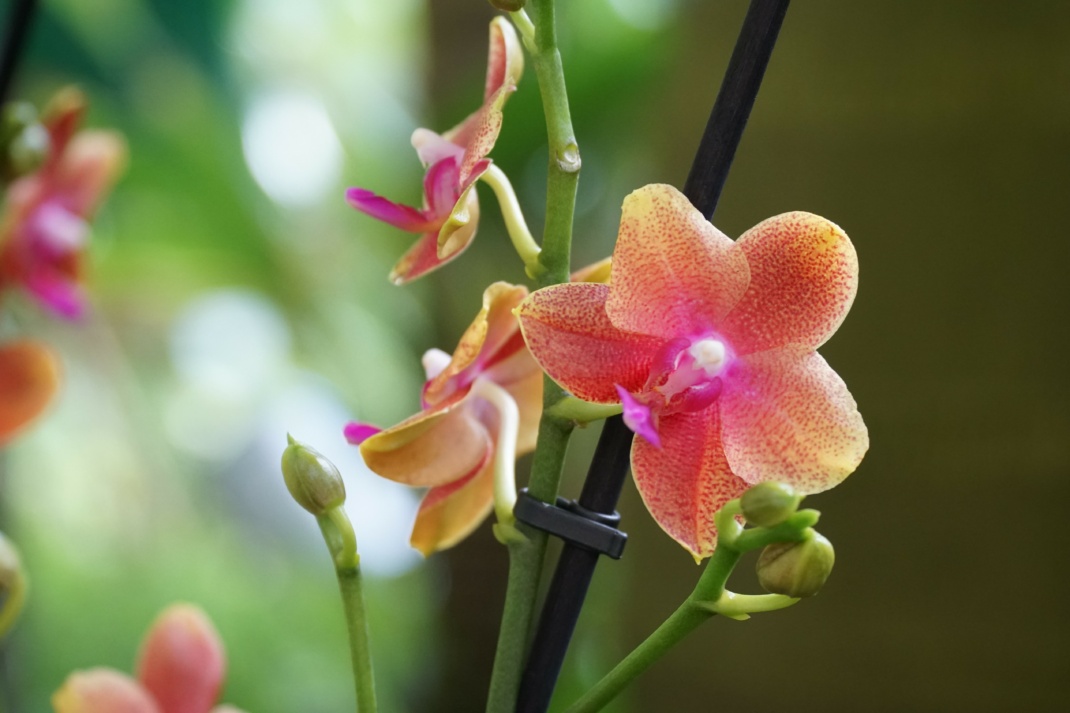 Phalaenopsis. Foto: Botanischer Garten der Universität Leipzig(1)