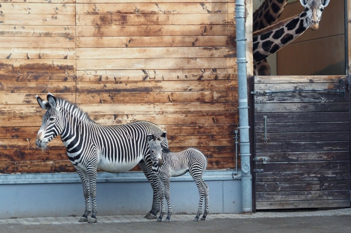 Zebrastute Lilian mit Jungtier Silverster im Vorgehege © Zoo Leipig