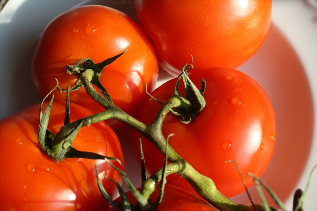 Tomaten im Sonnenlicht, Nahaufnahme.