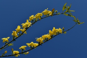 Zweige von Forsythien eignen sich als umweltverträglichere Alternative zu importierten Schnittblumen. Foto: Thanasis Papazacharias/Pixabay