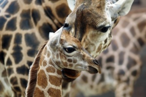 Giraffennachwuchs mit Mutter Tamika © Zoo Leipzig