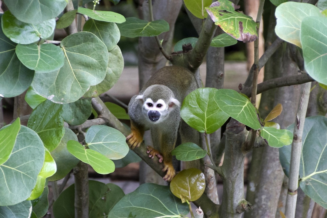 Unterwegs im Leipziger Regenwald - Totenkopfaffen entdecken @ Zoo Leipzig