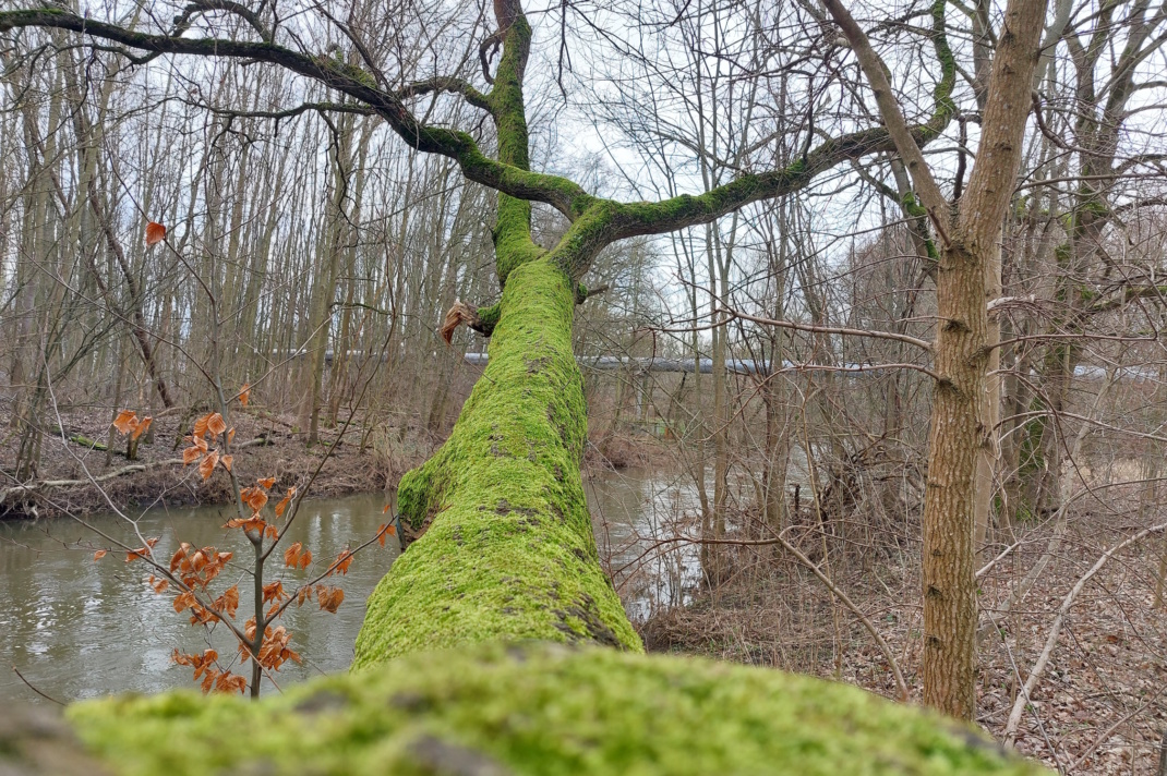 Bemooster Baum im Auwald.