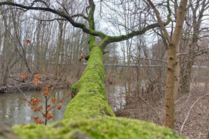 Bemooster Baum im Auwald.