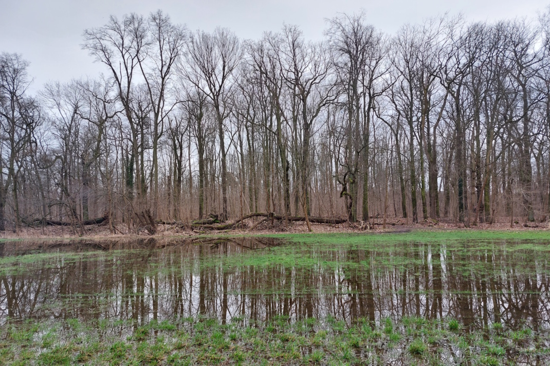 Im Elster-Pleiße-Auwald. Foto: Sabine Eicker