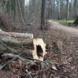 Parkweg, Holz am Wegrand, Bäume.