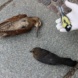 Drei tote Vögel.