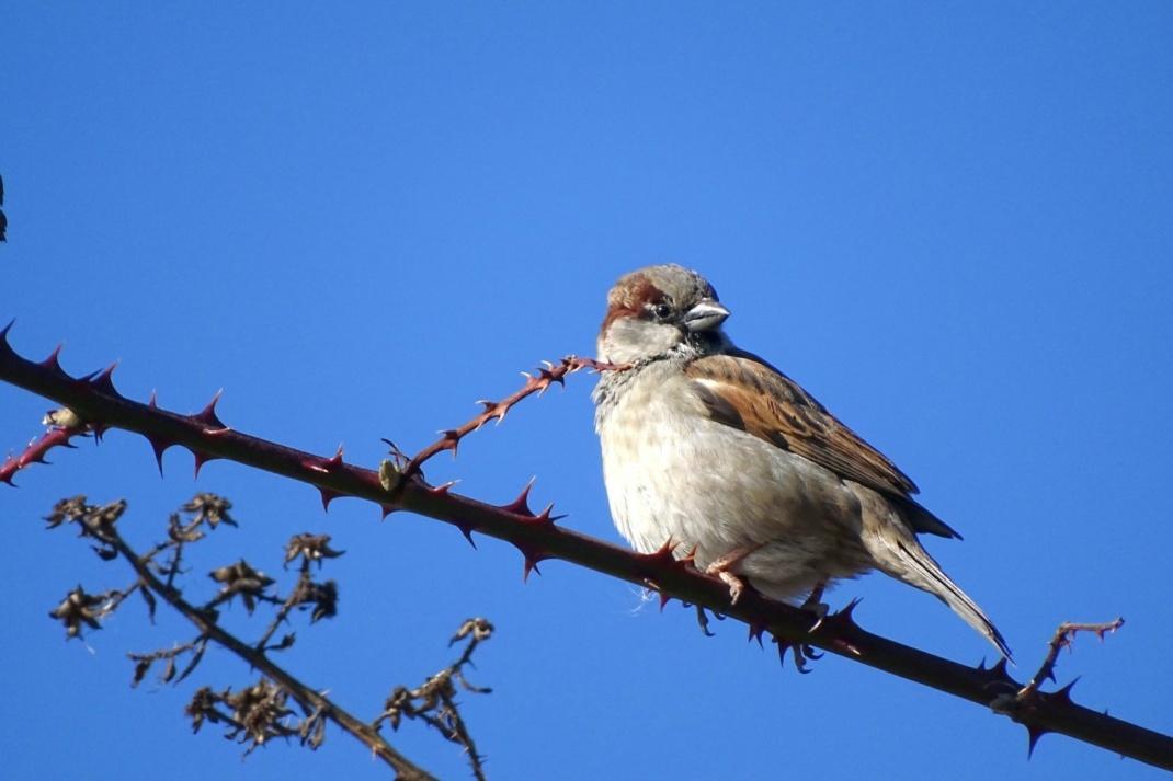 Haussperlinge sind nicht nur auf Nistplätze in Gebäuden angewiesen, sondern auch auf benachbarte Sträucher als Ruheplatz. Foto: Beatrice Jeschke
