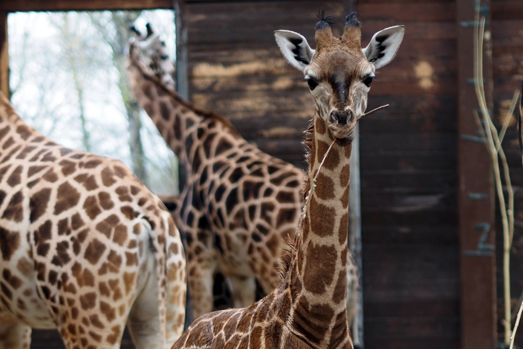 Giraffenjungbulle Kiano © Zoo Leipzig