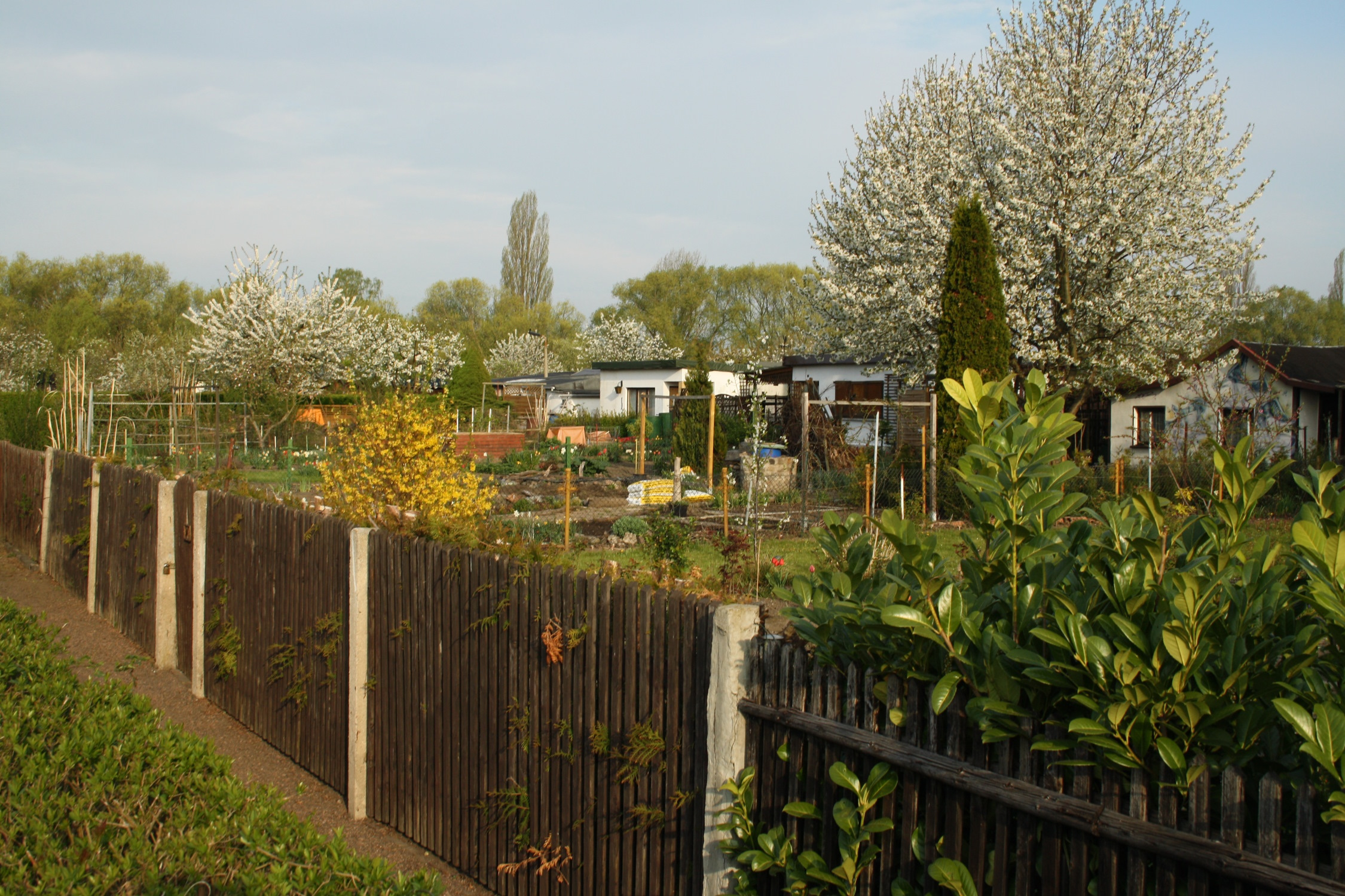 Gartensparte mit Zaun.