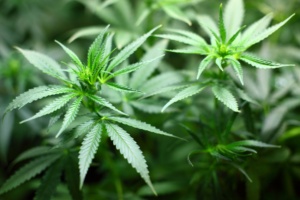 Cannabis-Pflanzen.