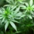 Cannabis-Pflanzen.