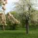 Streuobstwiese, blühende Bäume.