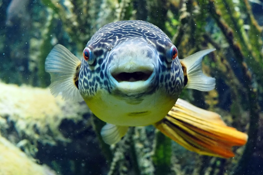 Goldringelkugelfisch © Zoo Leipzig