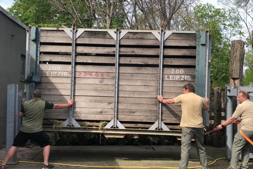 Nashorn Maburi schwebt ein @ Zoo Leipzig