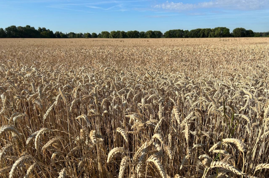 Feld und blauer Himmel.
