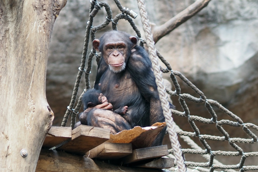 Schimpansenweibchen Changa mit Jungtier im Arm. Foto: Zoo Leipzig