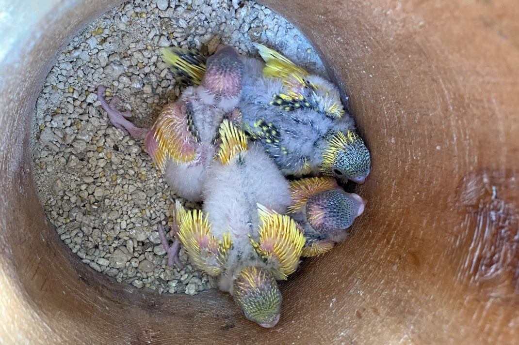 Wellensittichküken im Nistkasten© Zoo Leipzig