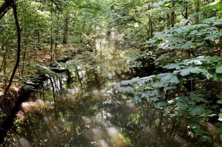 Im Elster-Pleiße-Auwald. Foto: Tilly Domian