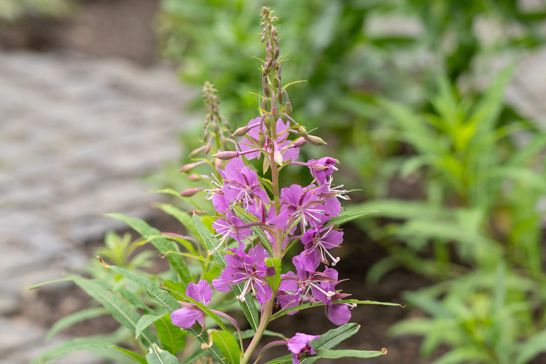 Das schmalblättrige Weidenröschen in der Installation von Nina Schuiki. Foto: © Nina Schuiki/VGBild-Kunst Bonn, 2024, Foto: dotgain.infoBild-Kunst Bonn, 2024