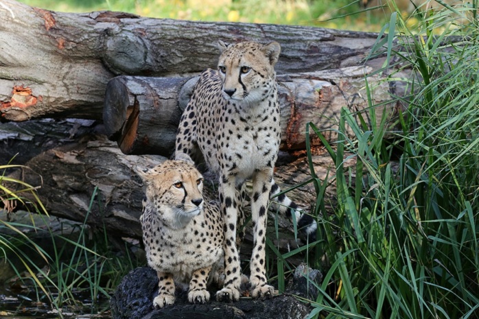 Geparden Nandi und Tariro auf der Aussenanlage der Kiwara Kopje © Zoo Leipzig