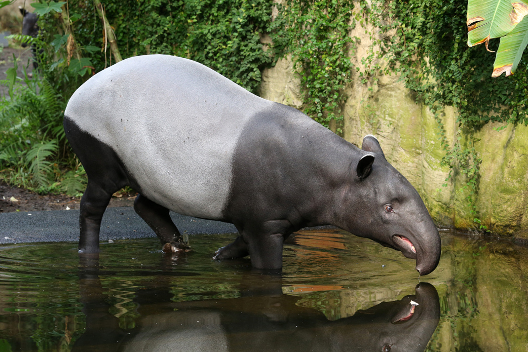 Schabrackentapirweibchen Laila im Badebecken von Gondwanaland © Zoo Leipzig