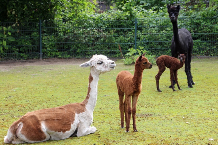 Alpaka-Nachwuchs. Foto: Tino Vogel