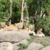 Die Löwenjungtiere feiern am Freitag ihren ersten Geburtstag @ Zoo Leipzig