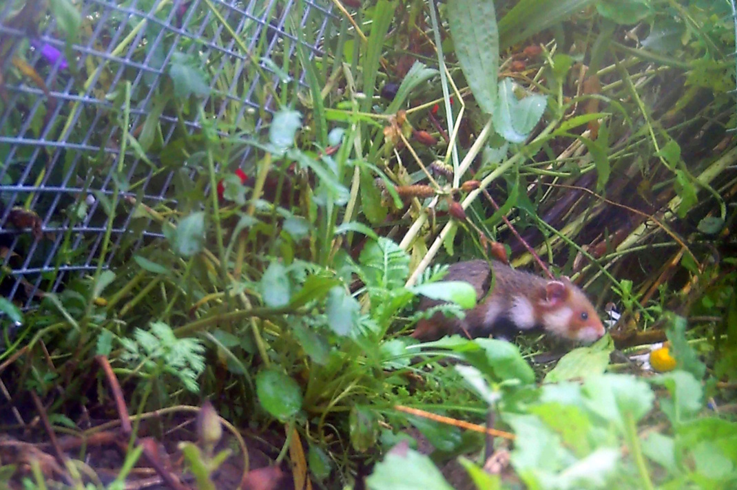 Feldhamsterjungtier auf der Auswilderungsfläche/Aufnahme der Wildtierkamera. Foto: Zoo Leipzig