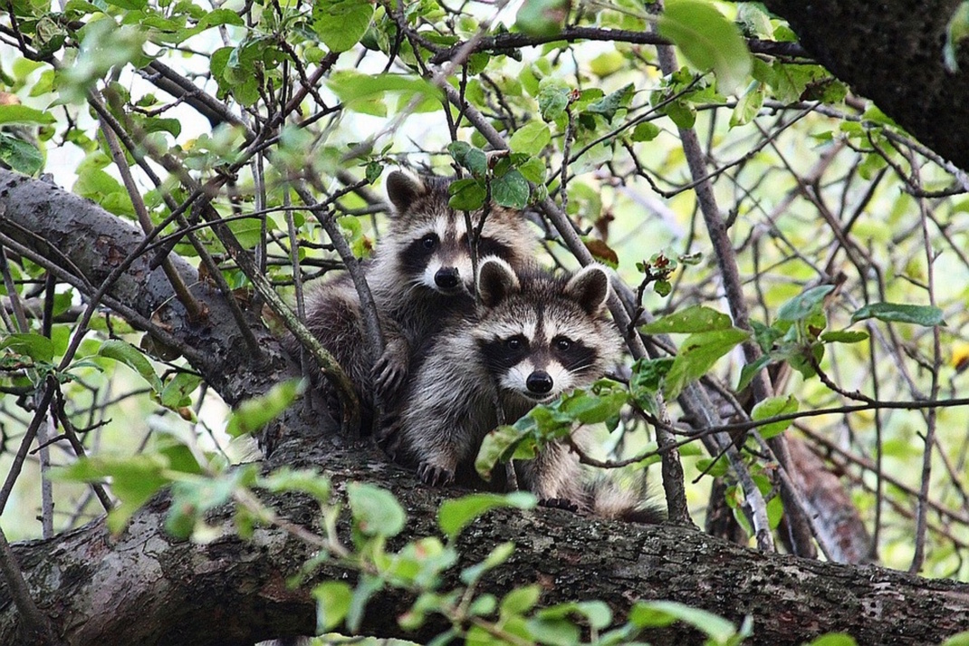 Waschbären sitzen im Obstbaum.