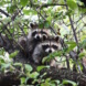 Waschbären sitzen im Obstbaum.