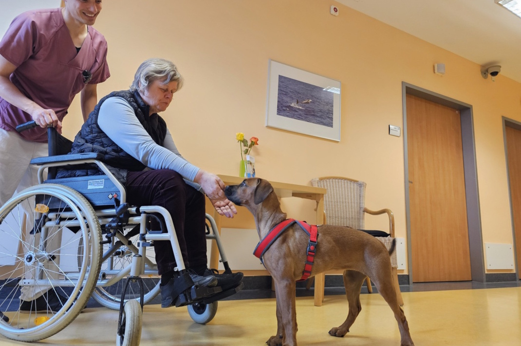 Pfleger, Frau im rollstuhl und Hund.