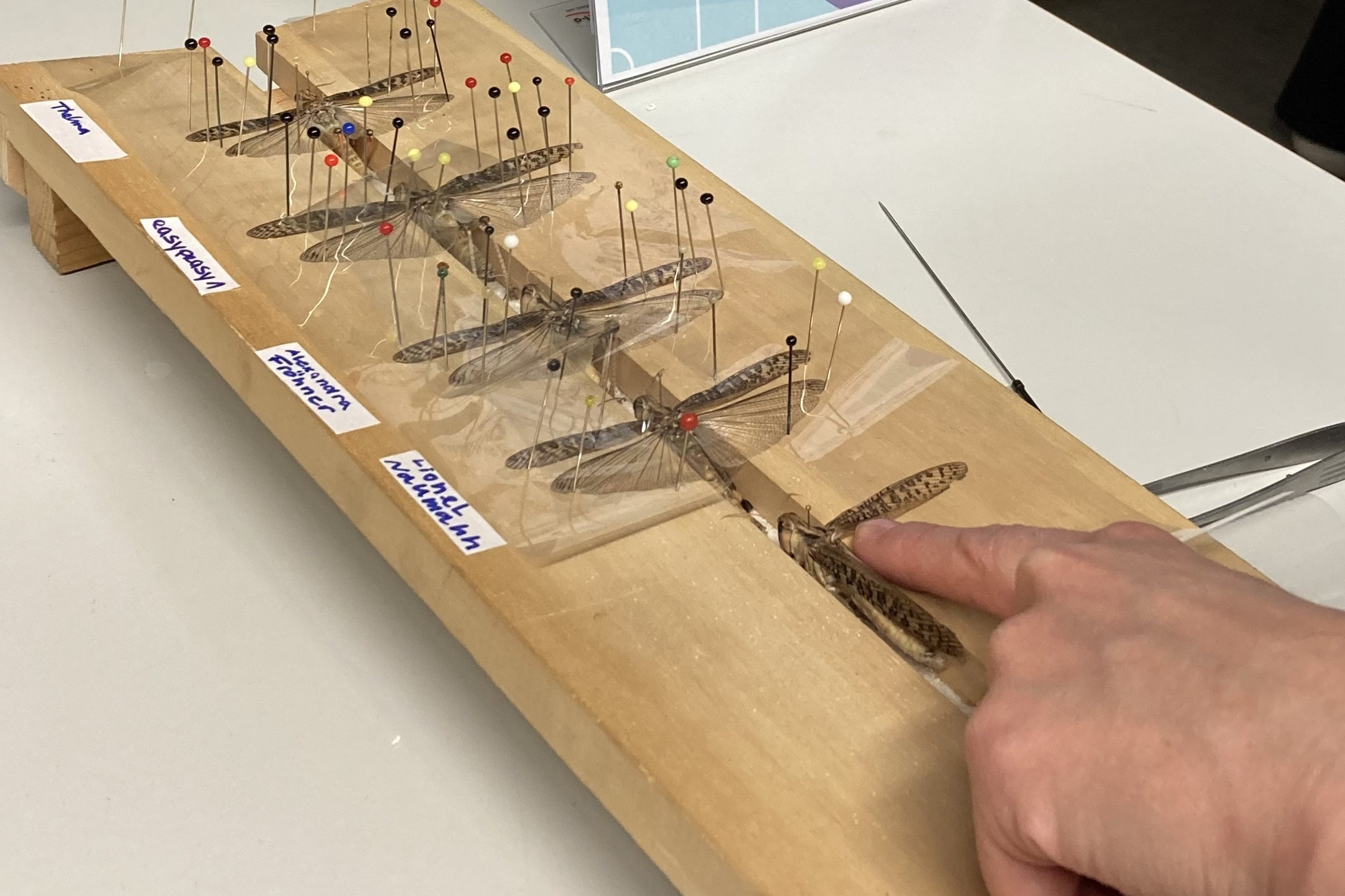 Insektenpräparation. Foto: Jenny Schwindt