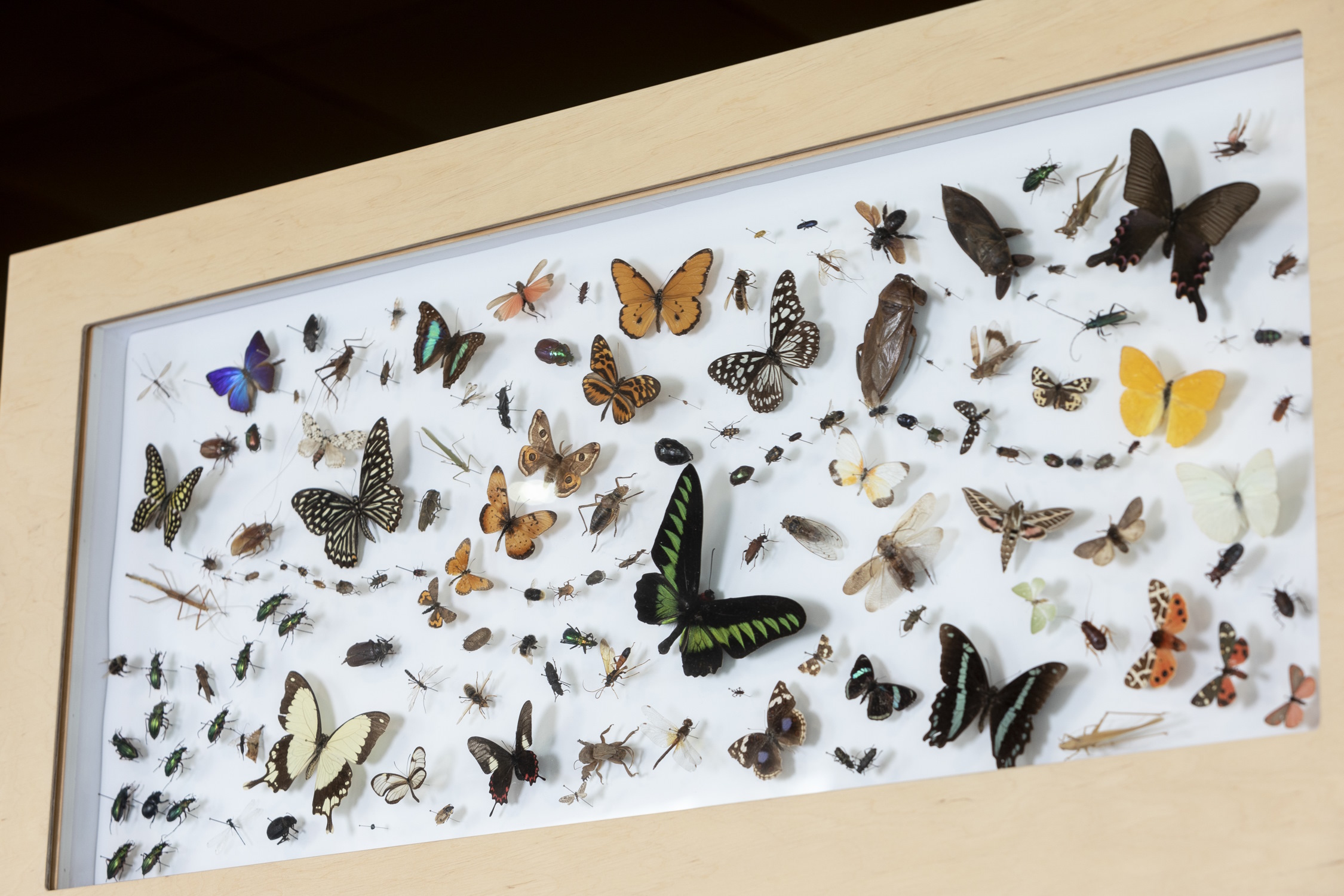 Insektenpräparate. Foto: LIB/Philipp Reiss