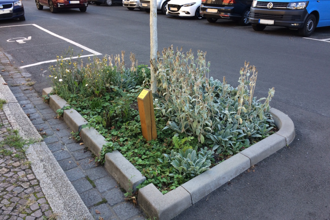 Baumscheibe in Leipzig.