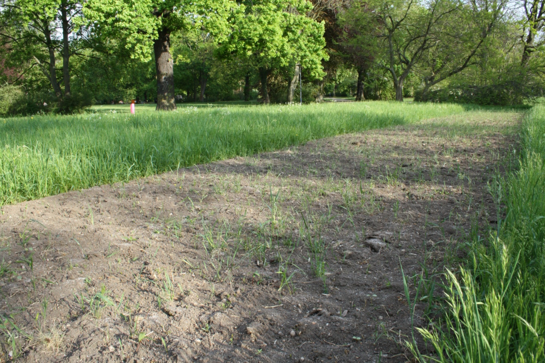 Frisch angelegter Blühstreifen im Palmengarten Leipzig.
