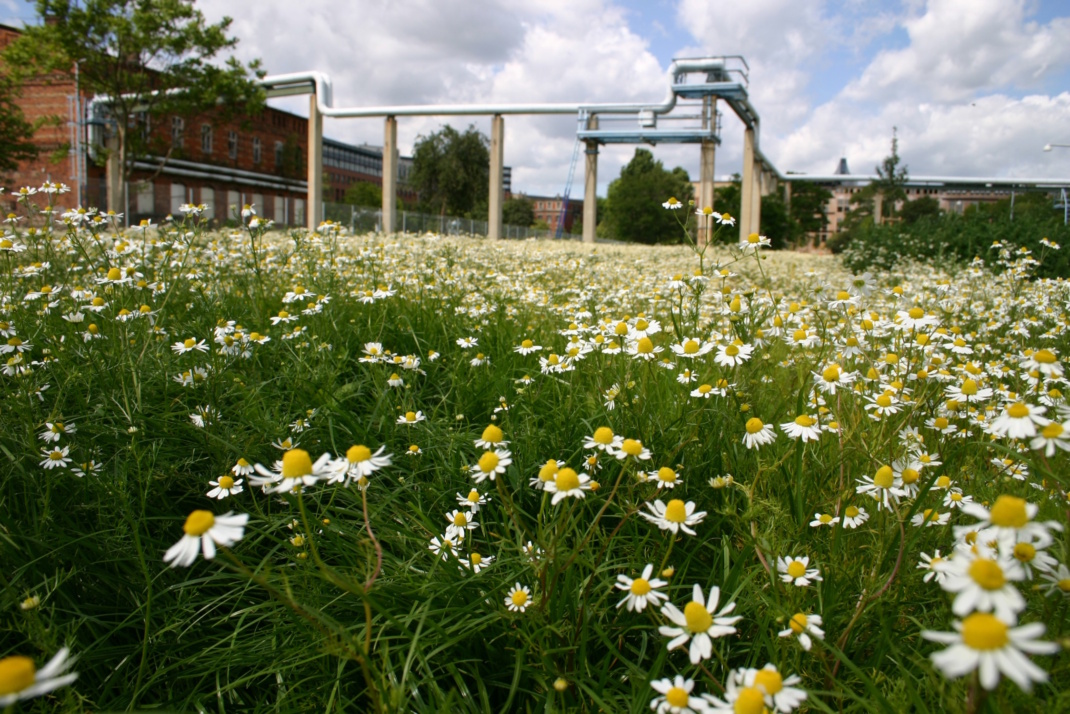 Fernwärmeleitung im Lene-Voigt-Park, blühende Wiese.