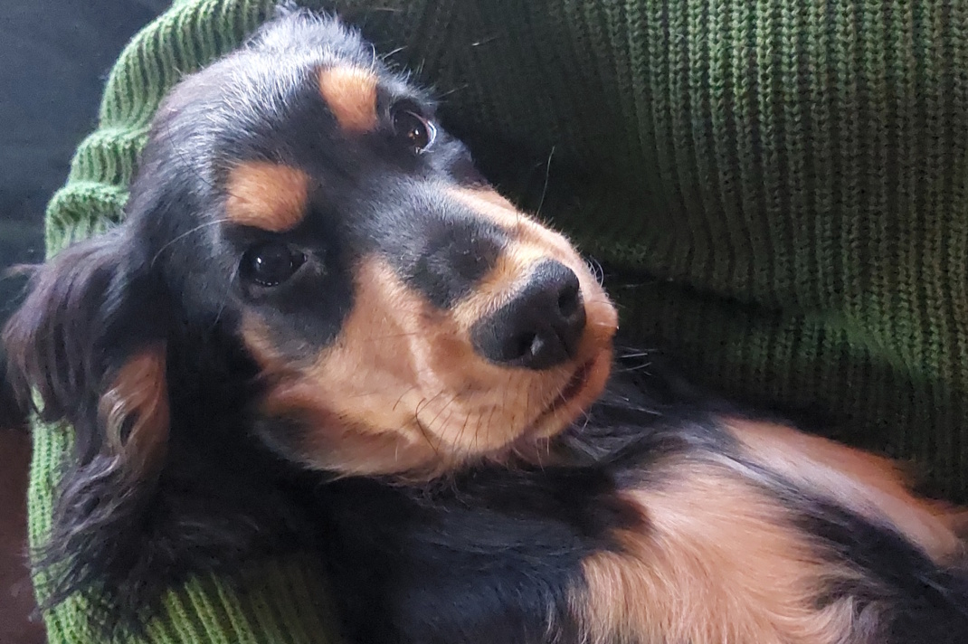 Porträtbild eines Hundes.