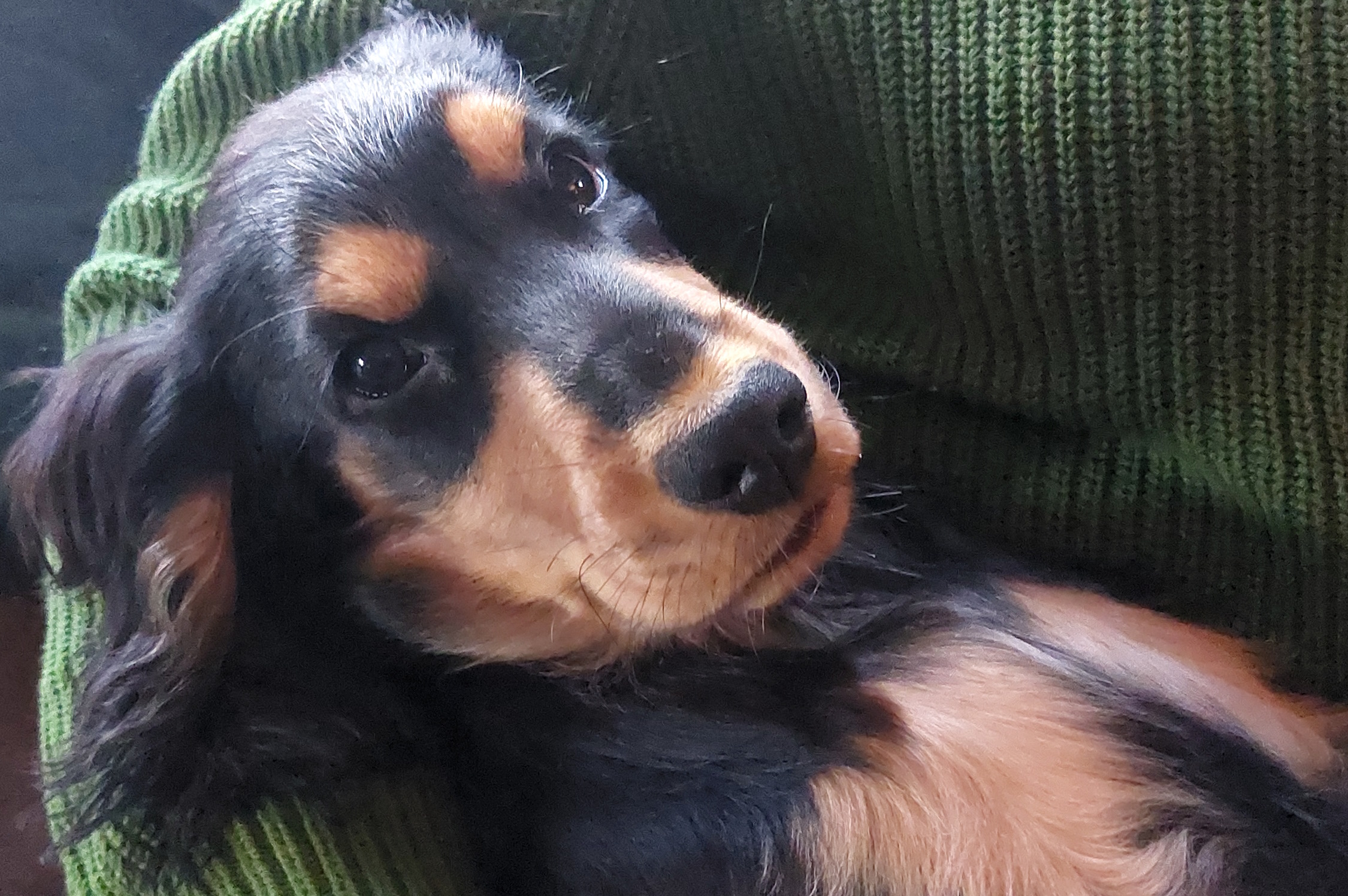 hunde in leipzig zu verschenken