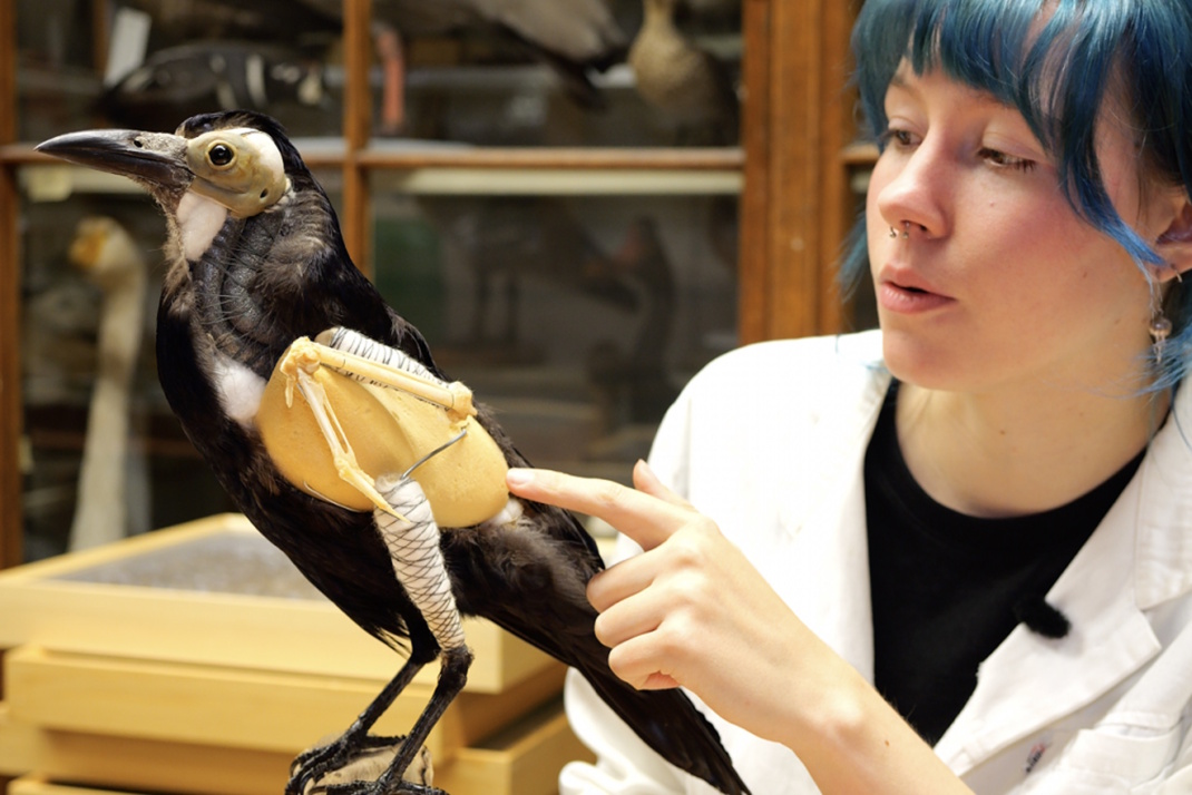Louisa Bosse, Präparatorin am Naturkundemuseum, mit Saatkrähe in den Sammlungsräumen.