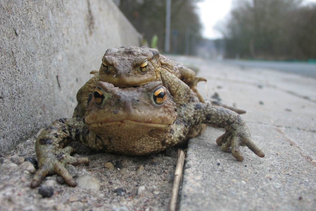 Krötenwanderung Erdkröten. Foto: Wolf-Rüdiger Grosse/NABU Sachsen, LFA Feldherpetologie