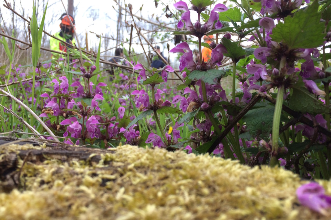 Nahaufnahme von Pflanzen und Blüten.